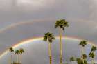 Rainbows over palm trees in Palm Springs, California, USA Art Print